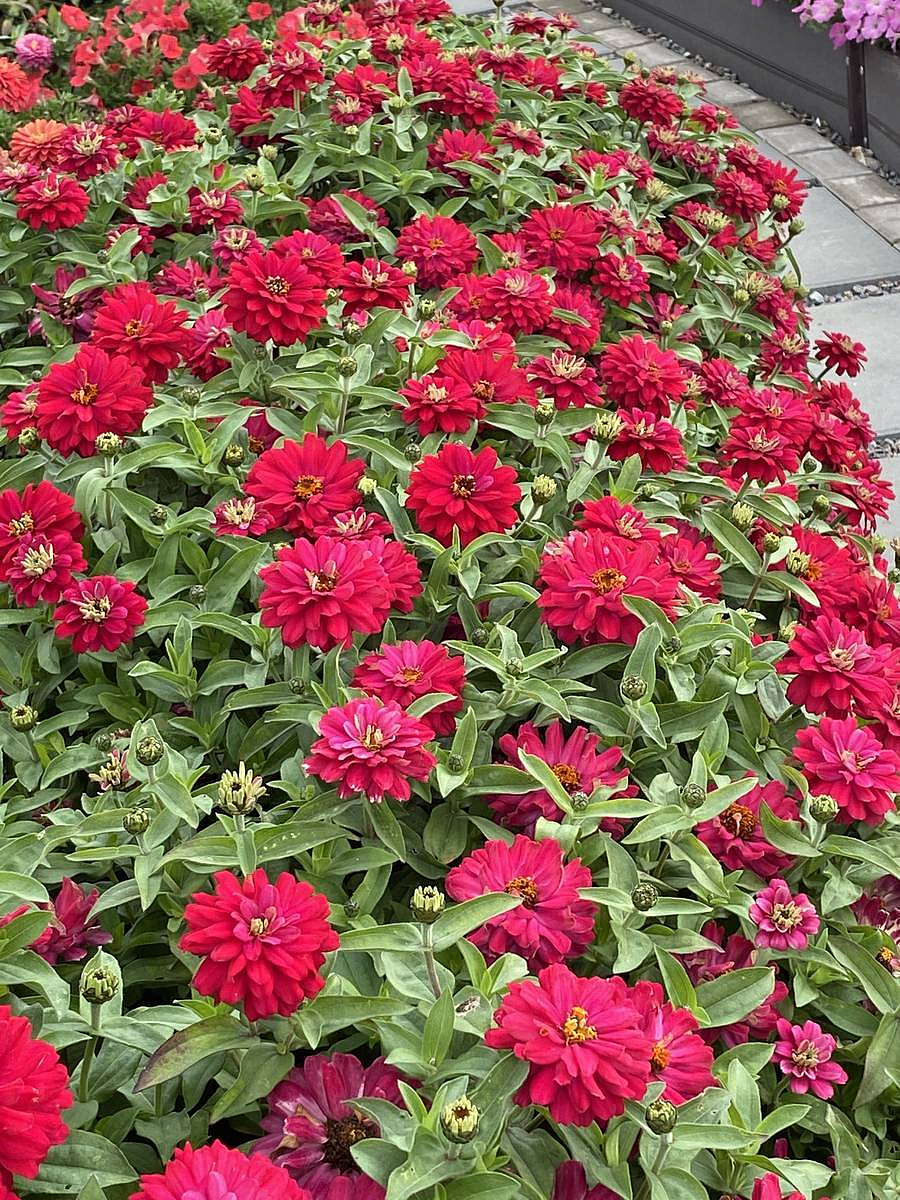 цинния махровая Вишнёвый пирог